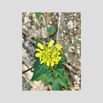 Sinapis Arvensis