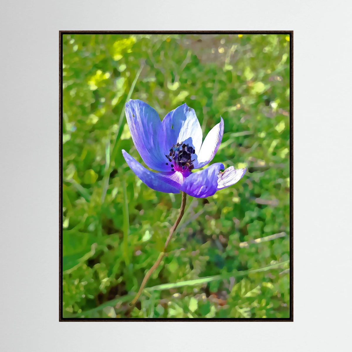 Anemone