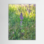 Salvia Verbenaca