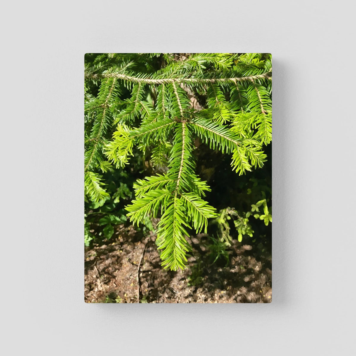 Abies Alba
