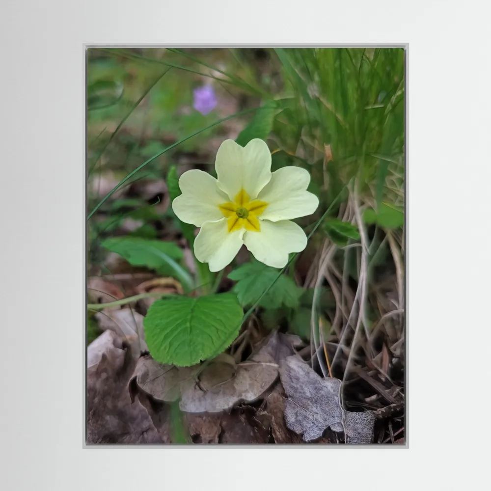 Primula