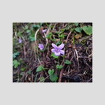 Violet Blossom