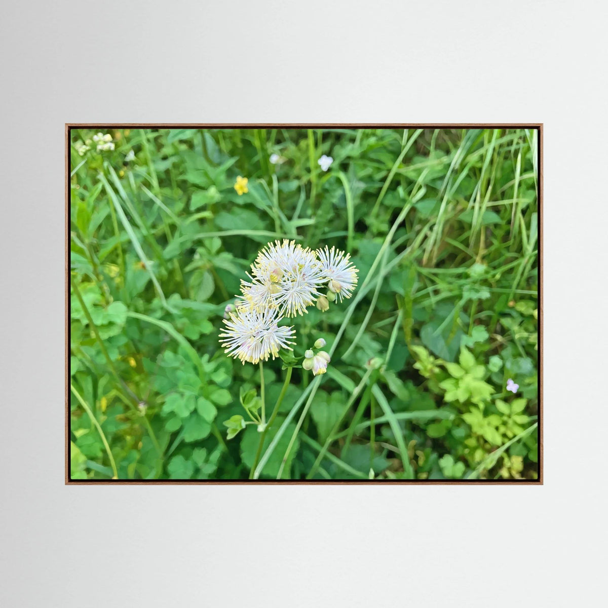 Thalictrum Aquilegiifolium