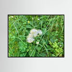 Thalictrum Aquilegiifolium