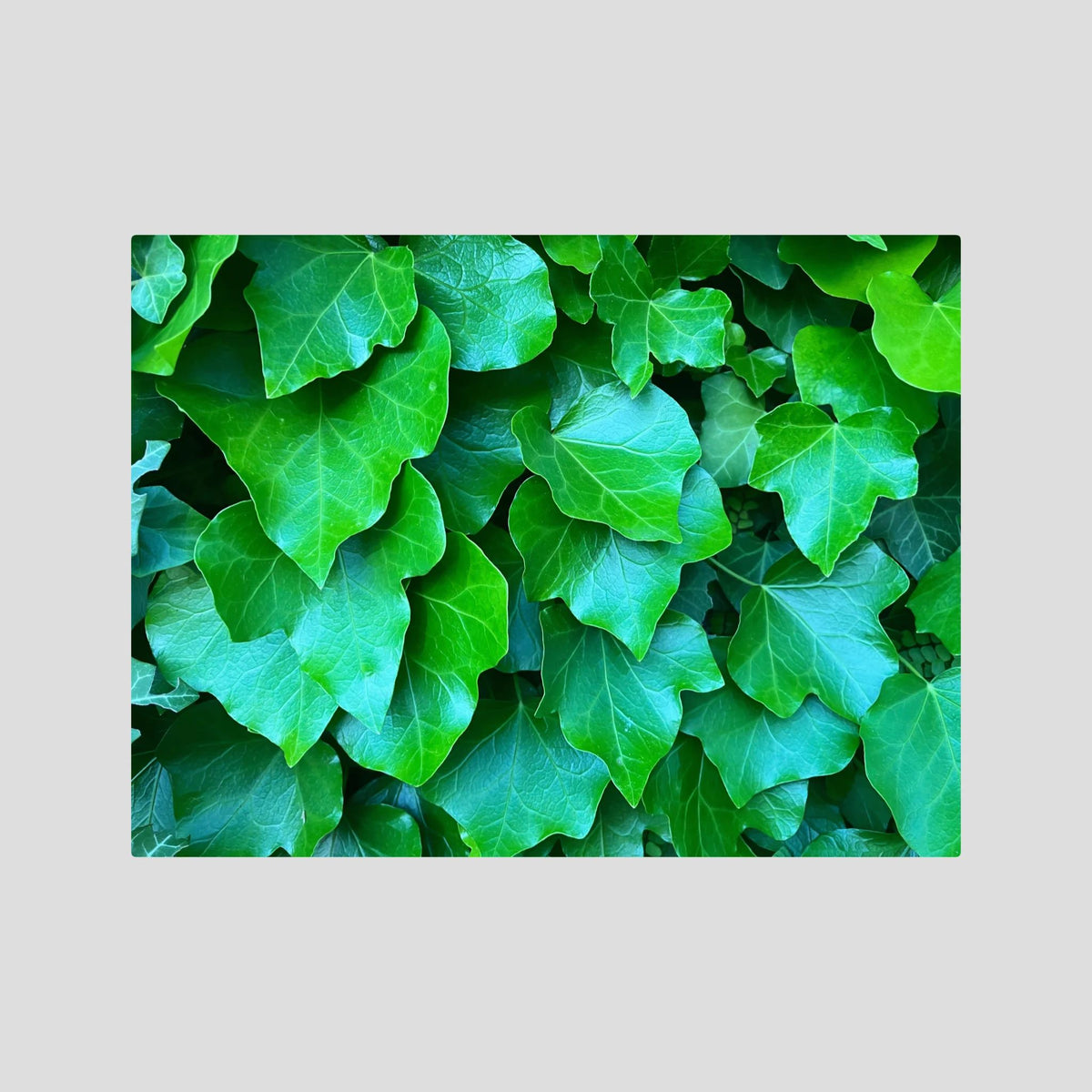 Hedera Helix