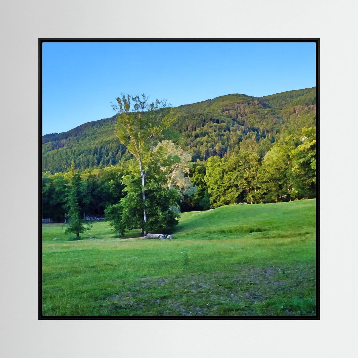 Forest, Meadow