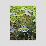 Daisy, Day Light | Poly Art