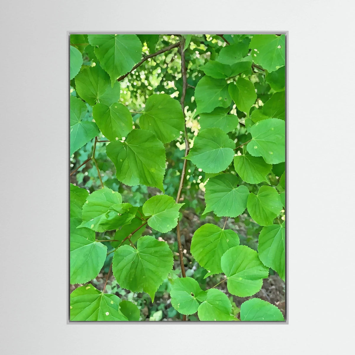 Tilia Tree Leaves