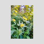 Lysimachia