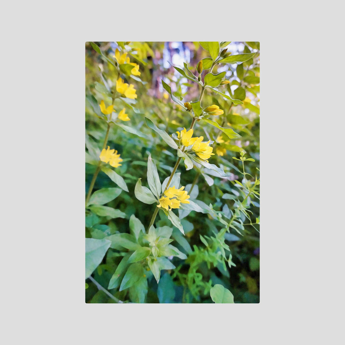 Lysimachia