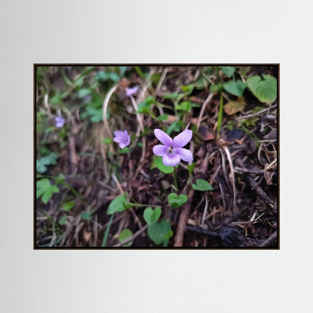 Violet Blossom