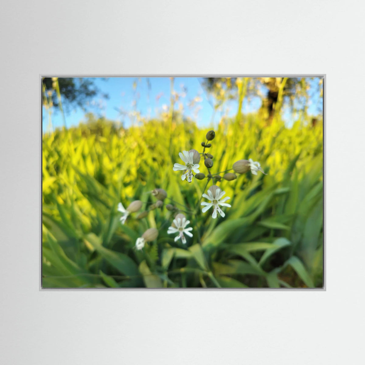 Silene Vulgaris