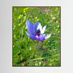 Anemone