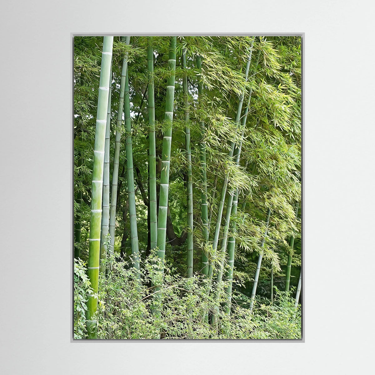 Bamboo, Reverie