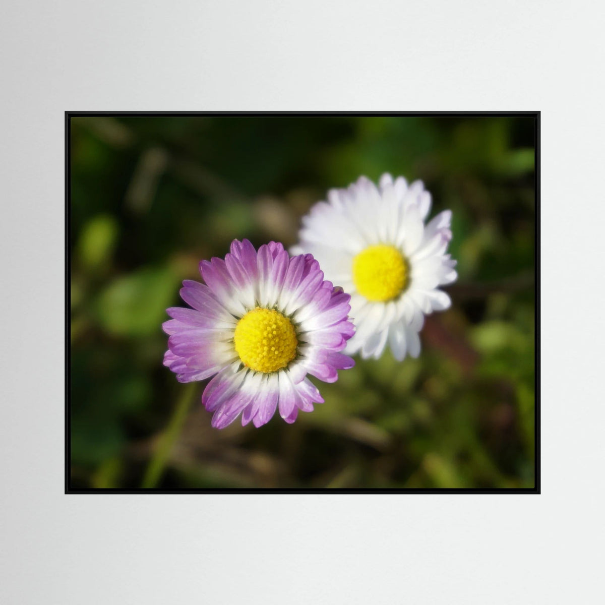 Daisies Blossoms