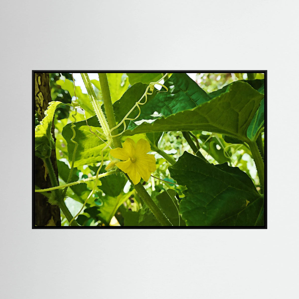 Cucumber Flower (Cucumis sativus)