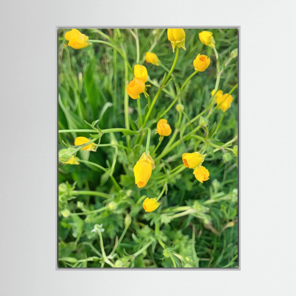 Ranunculus Acris