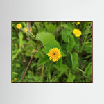 Crisantemo Campestre