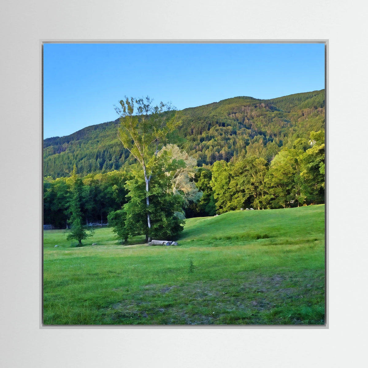 Forest, Meadow