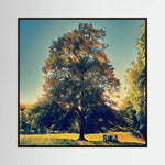Rooted in Light, Sunset | Poly Art