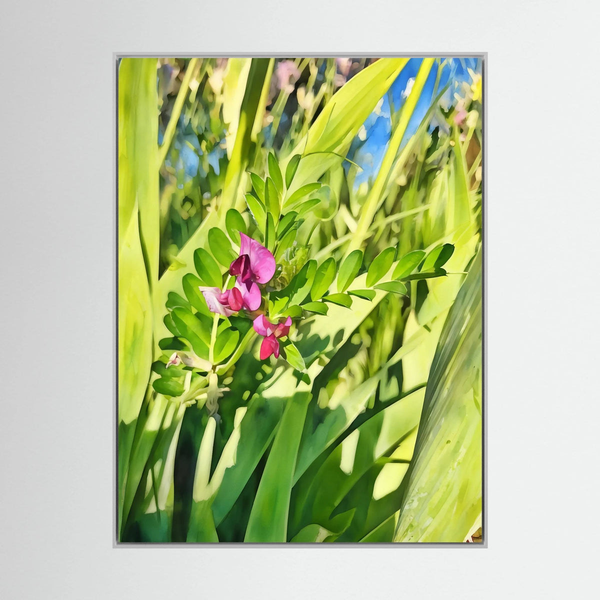Vicia Sativa