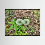 Dandelions Twins