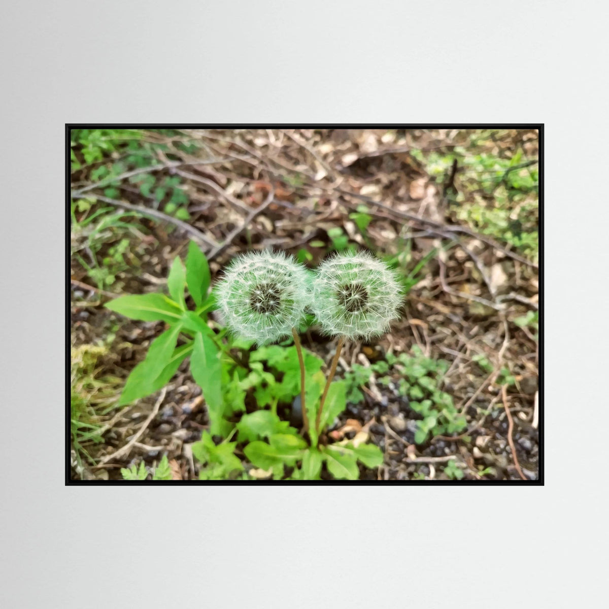 Dandelions Twins