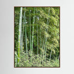 Bamboo, Reverie