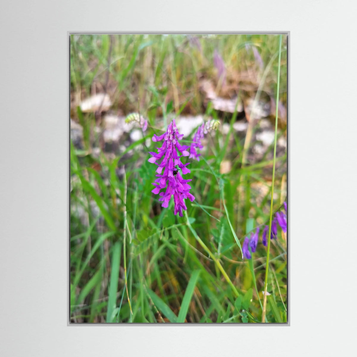 Vicia Tenuifolia