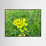 Euphorbia Cyparissias