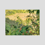 Rosehip | Poly Art