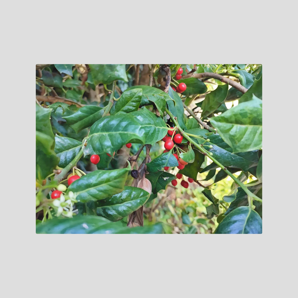 Ilex Aquifolium