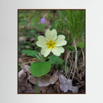 Primula