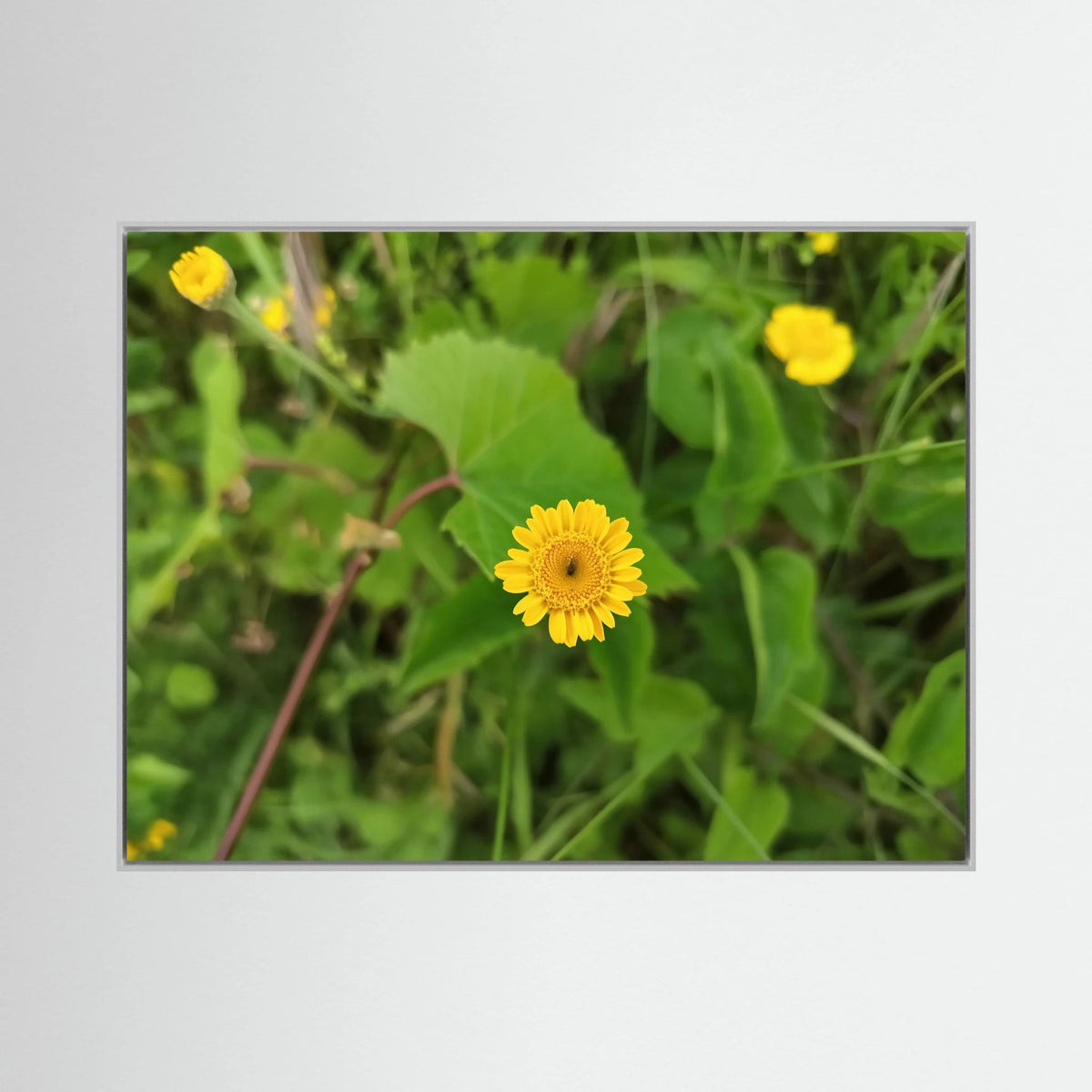 Crisantemo Campestre