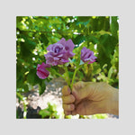 Roses, Small Bouquet