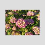 Hydrangea (Pink & Yellow)