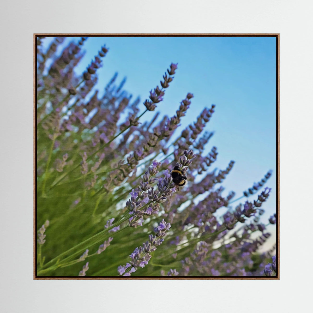 Lavender & Bombus