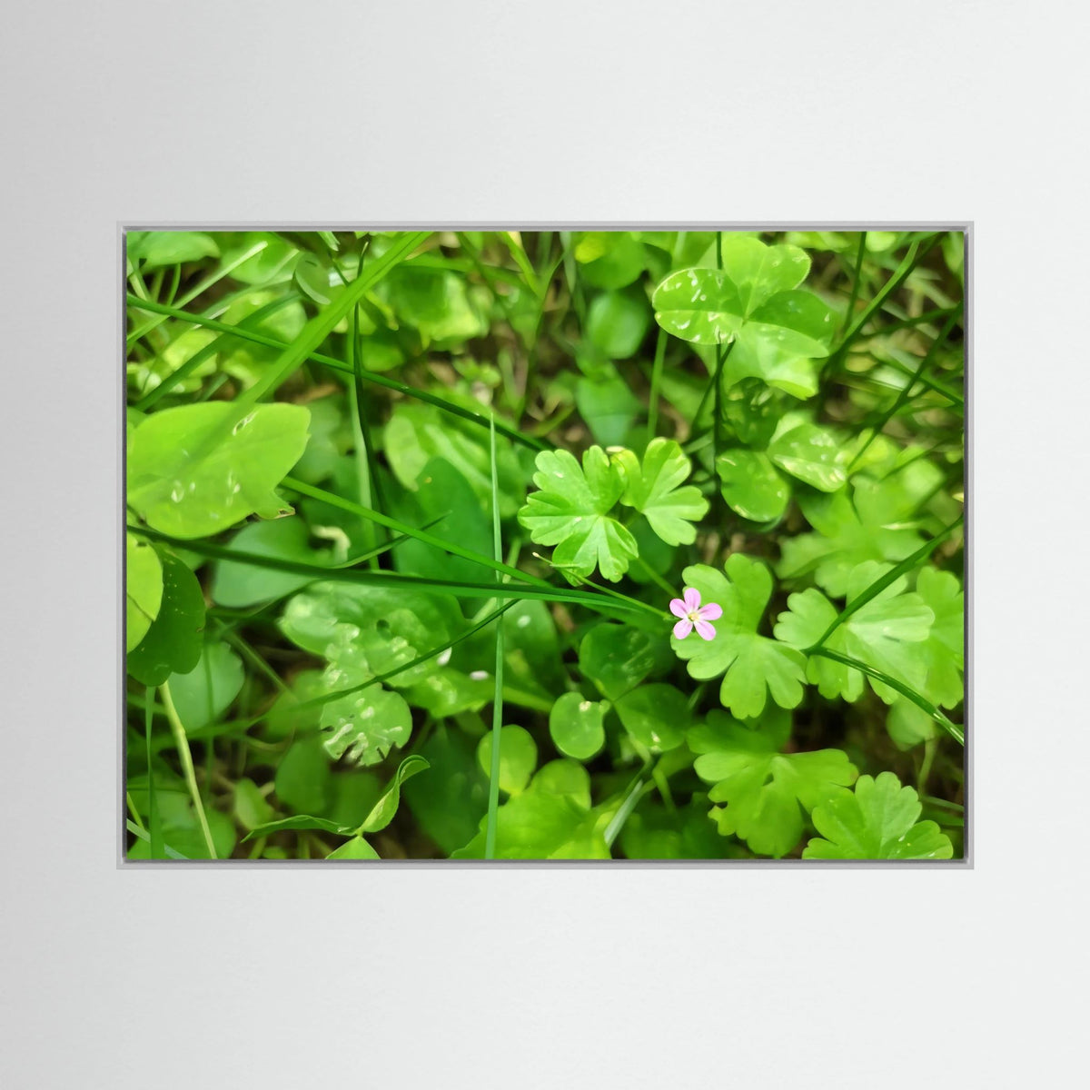 Geranium Lucidum