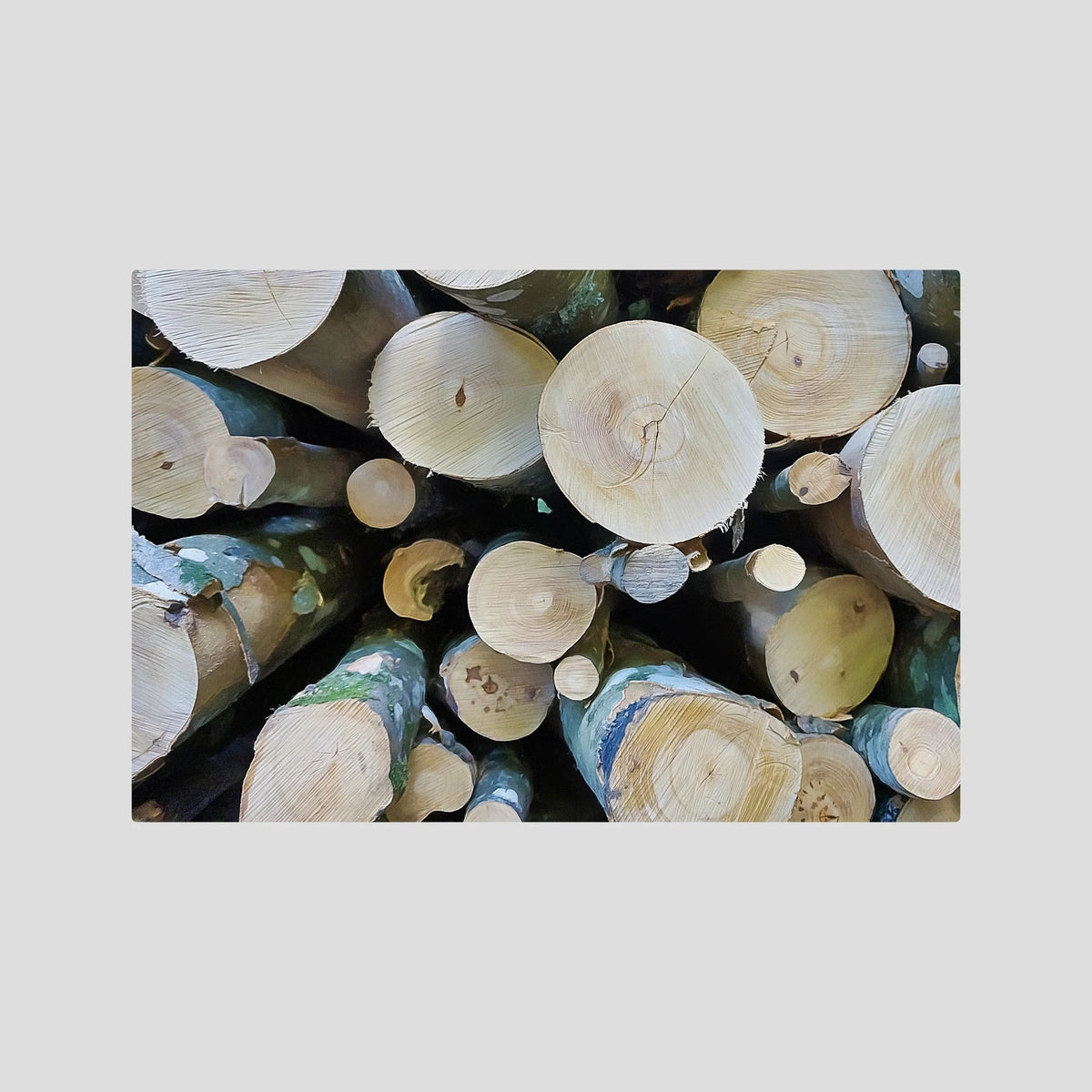 Tree Rings, Stories of Time I