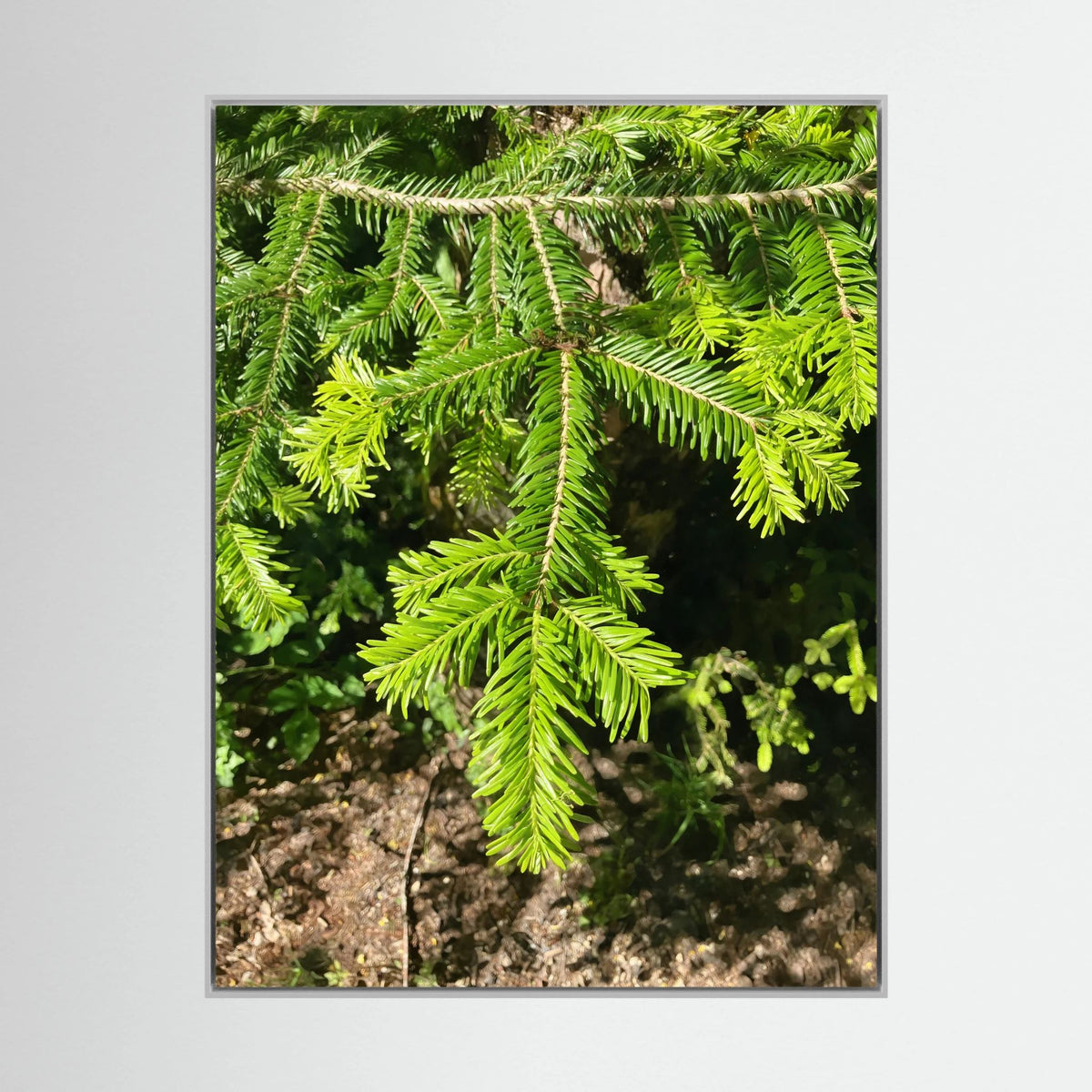 Abies Alba