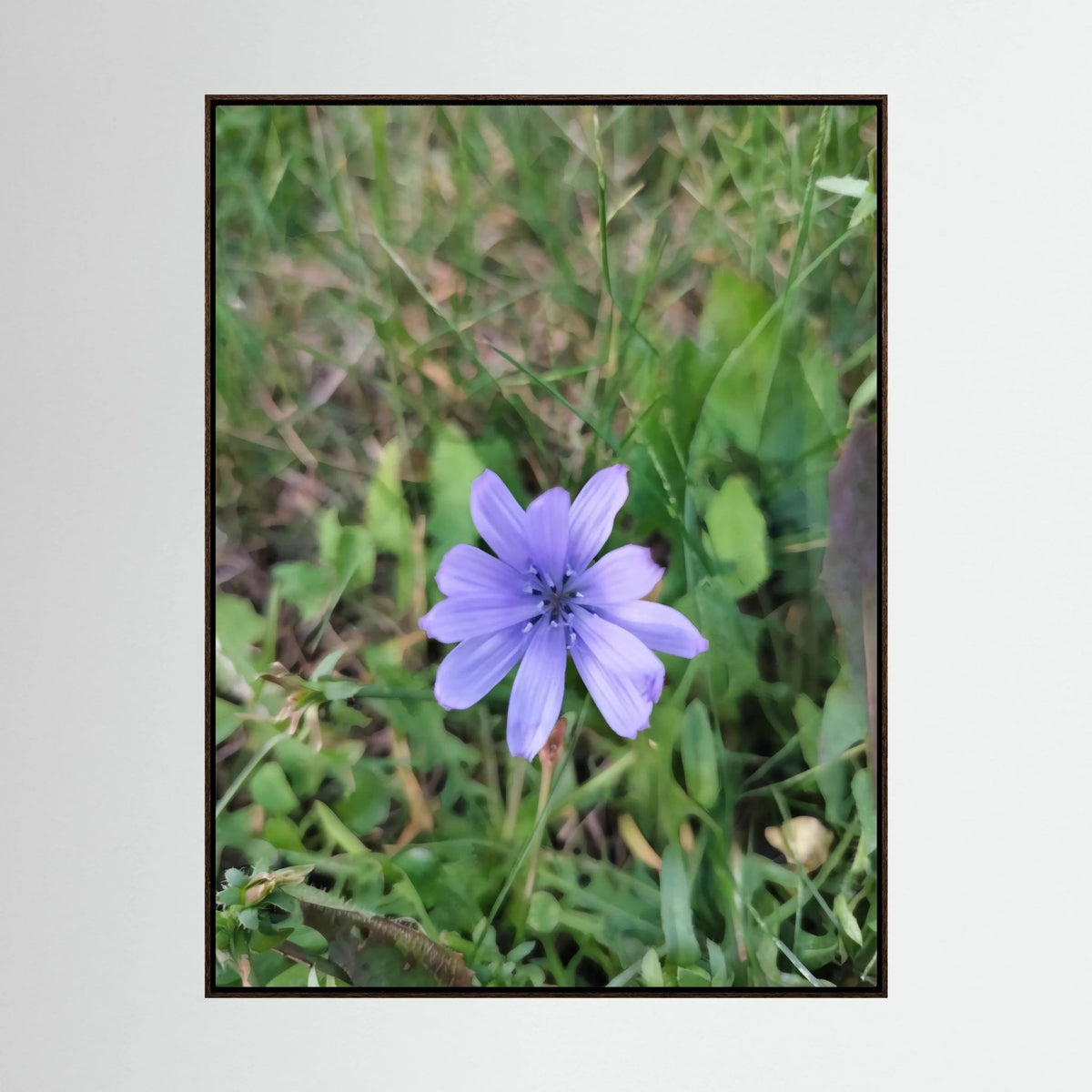 Cicoria (Cichorium intybus)