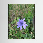 Cicoria (Cichorium intybus)