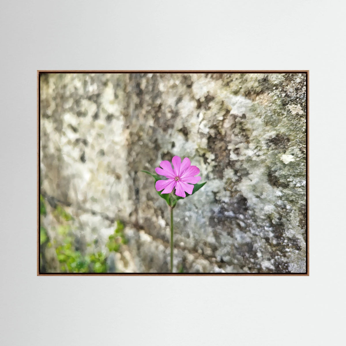 Silene Dioica, Stone wall