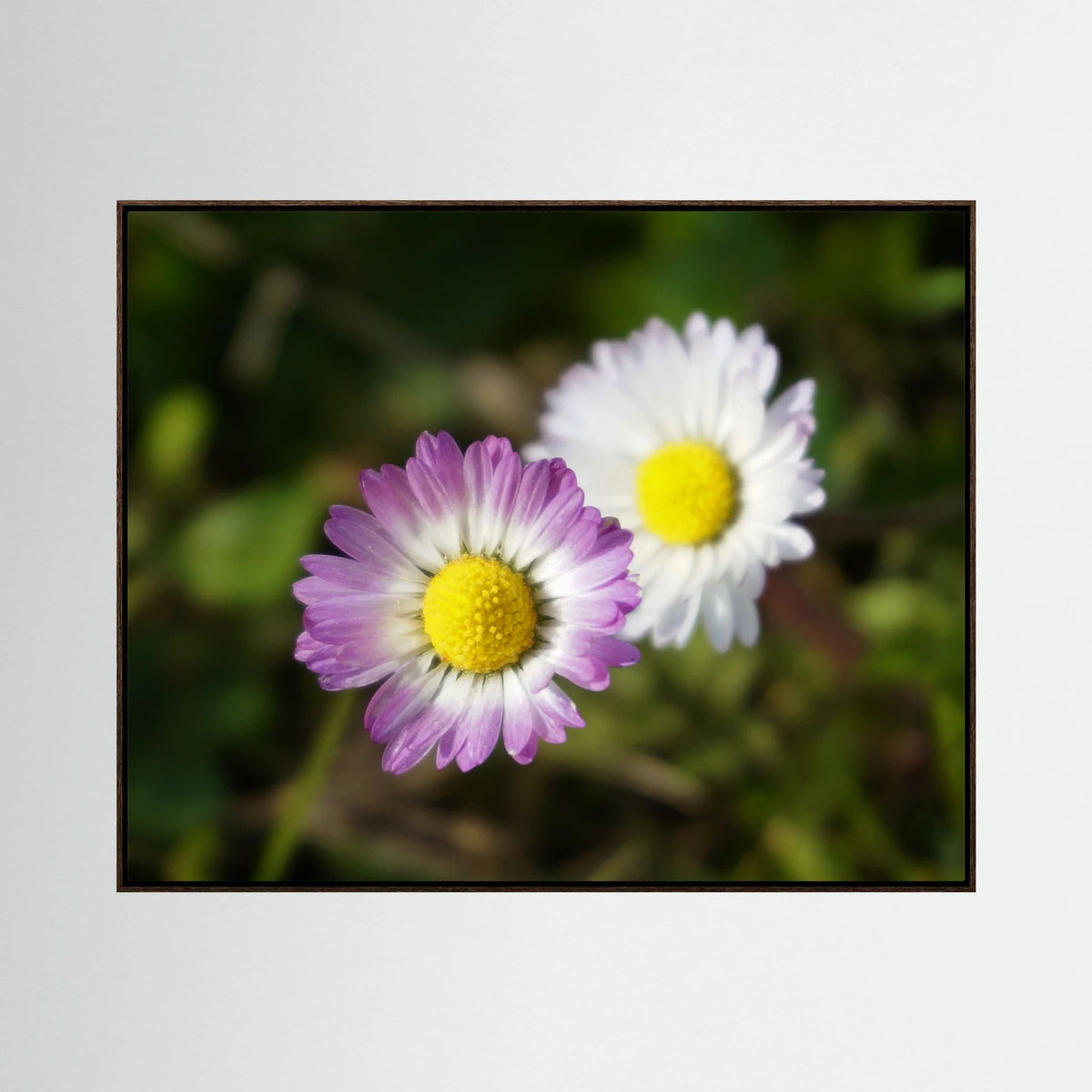 Daisies Blossoms