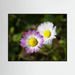 Daisies Blossoms
