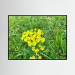 Euphorbia Cyparissias