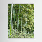 Bamboo, Reverie