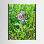 Borragine (Borago officinalis)