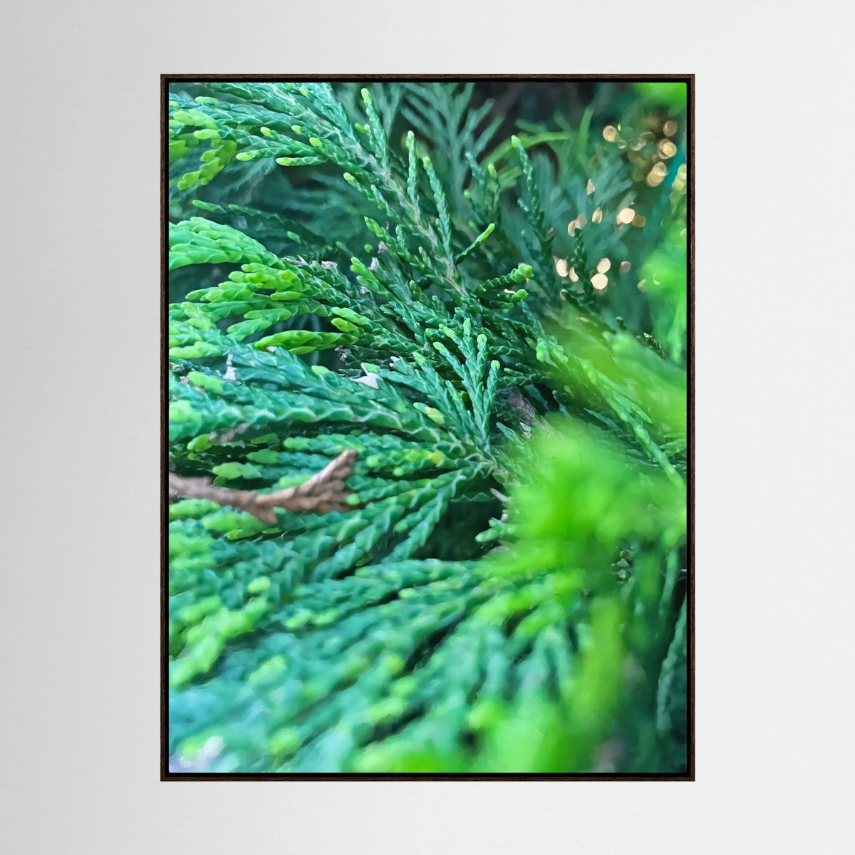 Thuja Plicata