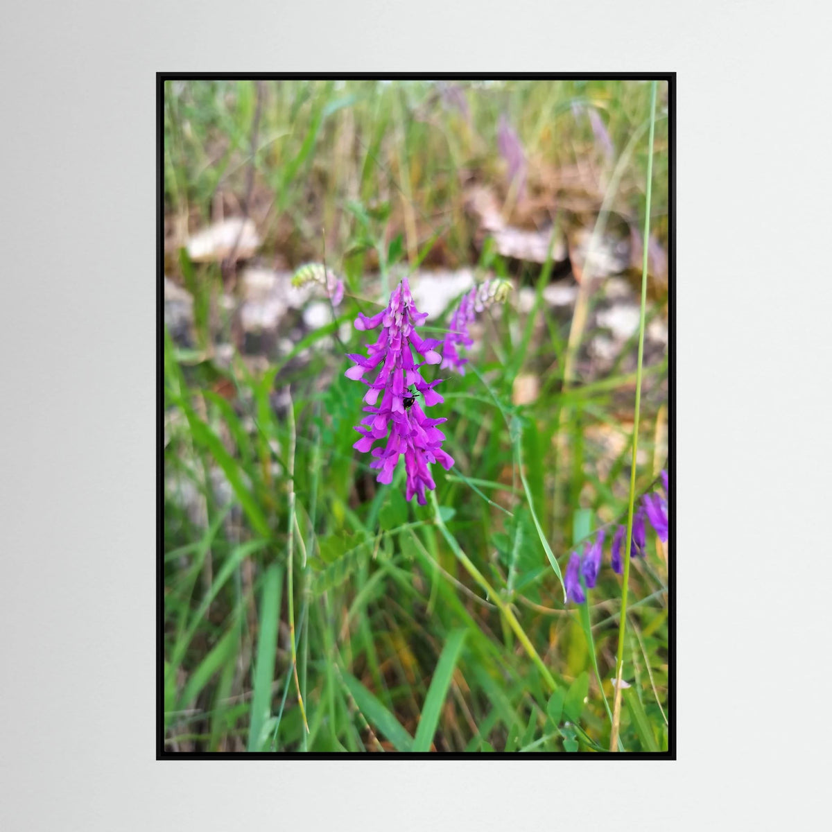 Vicia Tenuifolia